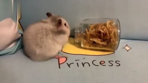 小仓鼠被零食深深的吸引,果然对得起自己的身材! - 腾讯视频