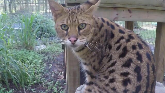 长相酷似猎豹的热带草原猫,小家伙的叫声好像在说话似的