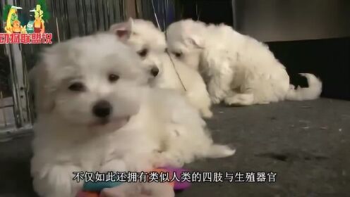 母狗产下人形动物科学家：这是人形狗崽是怪物