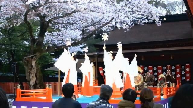 巫女和樱花好美,日本富士山本宫浅间大社—桜花祭