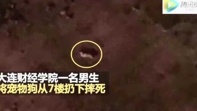 大连财经学院一男生将狗从七楼扔下摔死,网友回应:一条畜牲至于吗