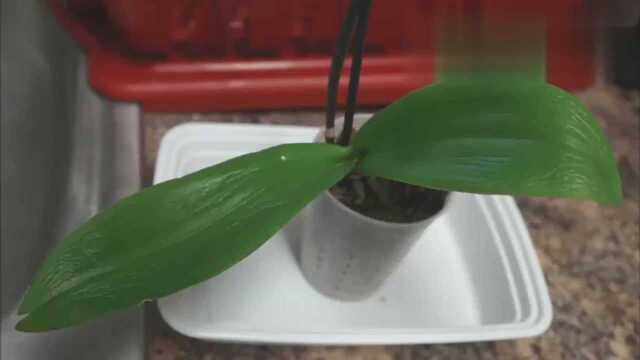 兰花种植经验分享:蝴蝶兰换盆步骤教学与养护技巧