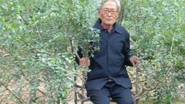 中国大爷不会木工,花了8年种出发明树椅,一把能卖8万!