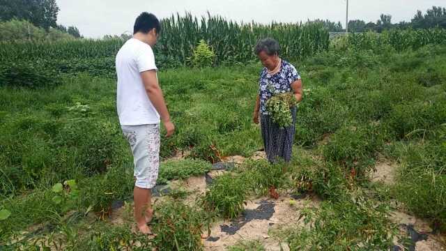 农村大娘冒着高温掐马儿菜,蒸着吃,营养又美味