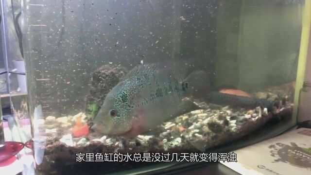 鱼缸水几天不换就浑浊养鱼达人教你3招,一个月都不用换水