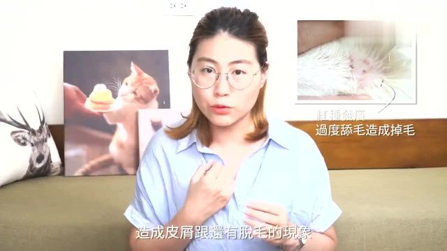 「好味猫知识」猫咪身上长跳蚤怎么办三个步骤彻底除蚤