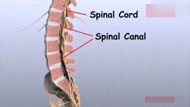 3D动画演示:脊柱的解剖与功能,讲解得一目了然