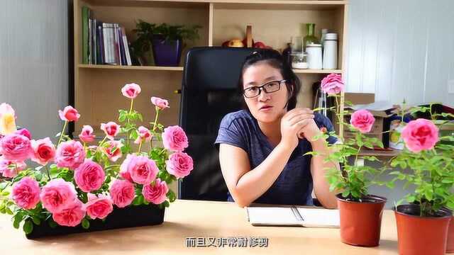 肯特公主:大花浓香,月季育种的巅峰之作