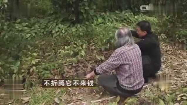 《致富经》 沉香树的价值,财富之泉