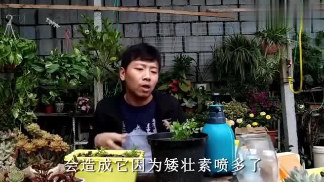 大丽花种球栽种几天,芽子长的这么多,这样施肥才靠谱