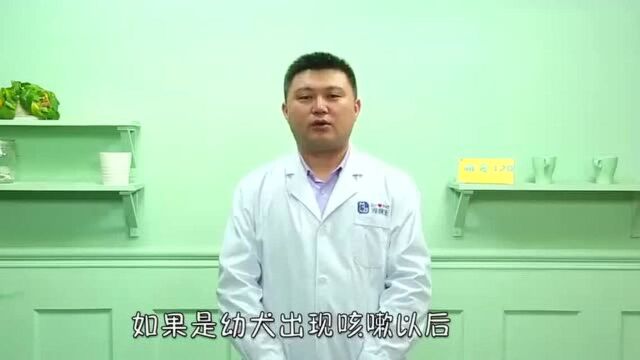 狗狗经常咳嗽怎么办?让医生给你支支招