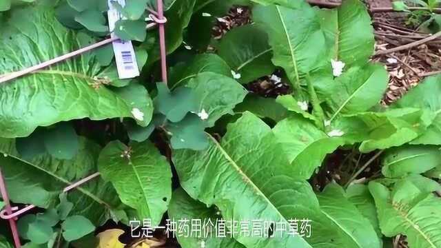 长得像牛舌头的野草,老人用它治疗气管炎,太神奇了!