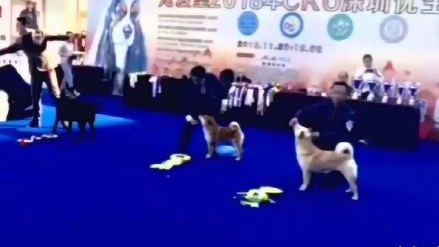 中华田园犬CKU夺冠,从此正名“中国唐犬”