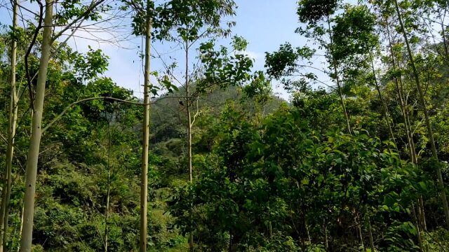 攞伞遮太子旺山旺向局紧水近速发, 风水大师寻龙点穴阴宅墓地风水