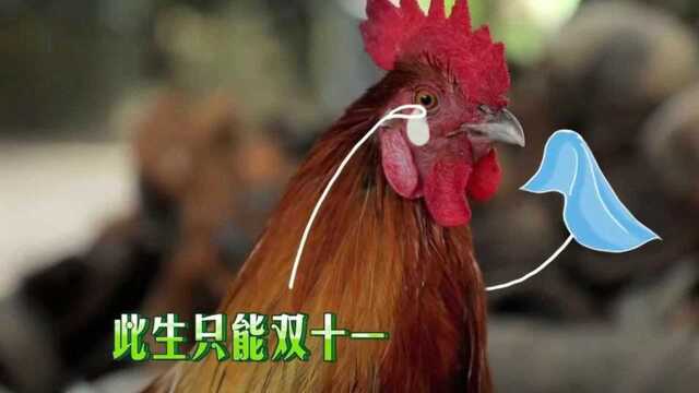 什么鸡肉最好吃?献鸡,涵哥解释:被限制谈恋爱的鸡