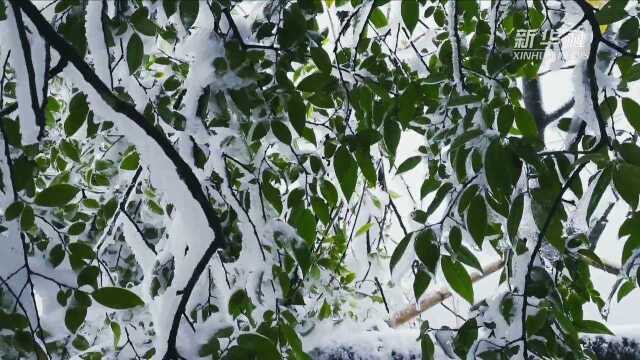 “湘”遇在这里|阳明山冬日童话仙境