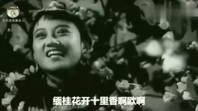 时代记忆 1955年老电影《神秘的伴侣》插曲《缅桂花开十里香》