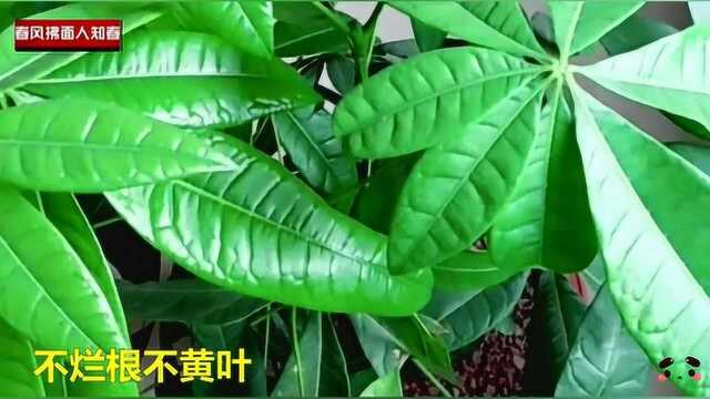 发财树怎样养茂盛葱绿?不烂根不黄叶需做到温度湿度肥料通风等8点