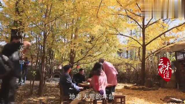 味道云南:银杏树很美丽,但银杏树结的果实“白果”你吃过吗?