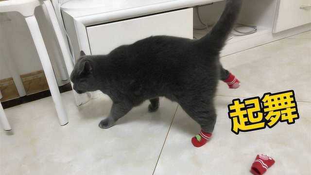 猫咪穿上袜子后,竟舞动了起来,这是喵喵袜子舞吗?