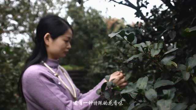 久安茶艺师教你泡久安茶