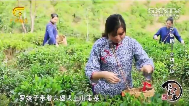 女子教会六堡人制茶种茶技艺,被人们起了个美丽的名字“茶萝娘”