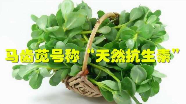 马齿苋号称“天然抗生素”,春天用它煮水喝,好处收获多多