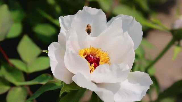 武汉ⷮŠ花信——牡丹真国色 花开动江城