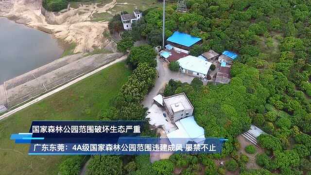 广东东莞:4A级国家森林公园周边违建成风 屡禁不止