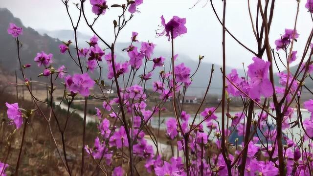 集安映山红花开满山红