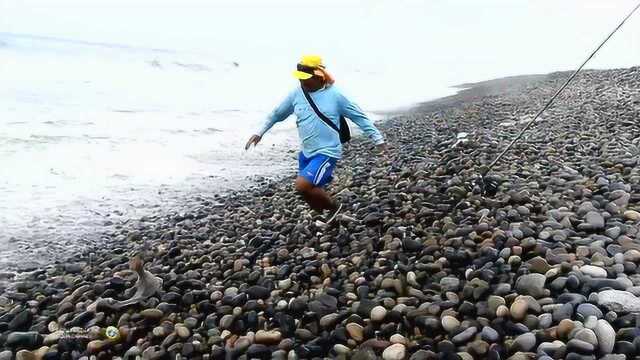 海边垂钓,好大的偏口鱼