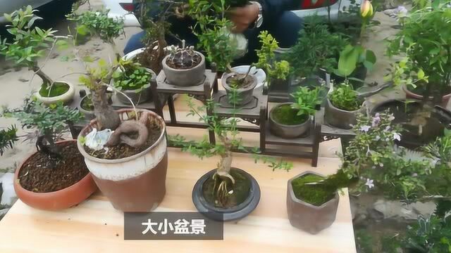 河南去西藏自驾游途中 这花卉市场的盆景真便宜