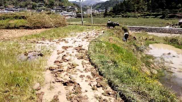 实拍农村传统农耕,用大水牛犁田,在农村已经很少见到了