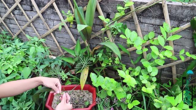 栽培铁树“植料”选配要合适,再配合修剪,两月长半米多