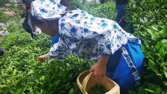 参观信阳毛尖制作全过程,老板用河南普通话地道解说,看着真不错