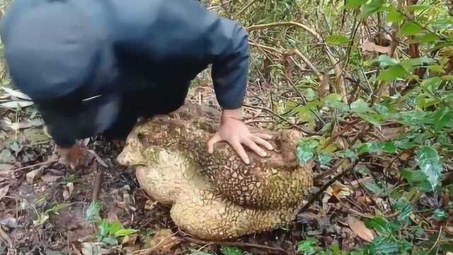 小伙野外找到“山乌龟”,外型很神奇,专家羡慕道:比太岁还贵!