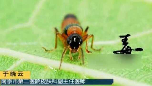 拍死虫子结果中了毒 夏季驱虫要注意