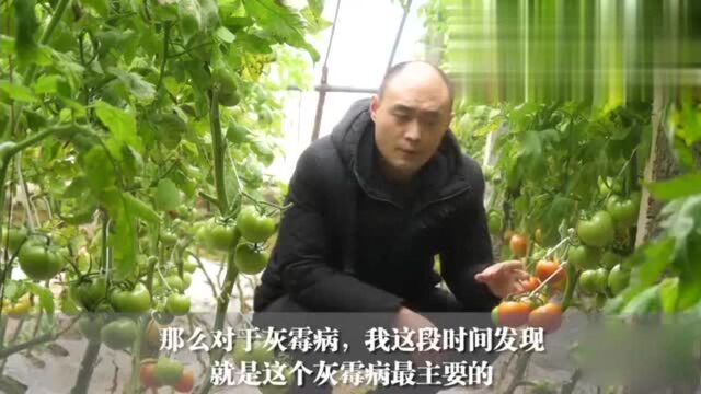 为啥今年番茄“灰霉”治不住?那是你方法错了,现在看到不算晚