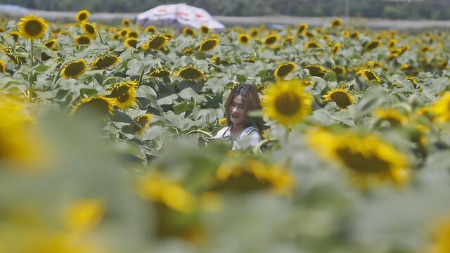 60亩向日葵花海随风摆动 鄠邑区余下街道灵山寺村要火