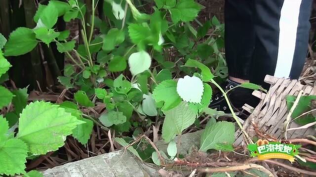 很多人不知道这种野草是什么,它叫野麻根,用来炖汤可以滋补安胎