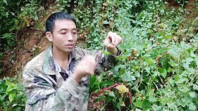 农村有一种植物叫杠板归,它全身是刺可入药,用途广泛,你认识吗