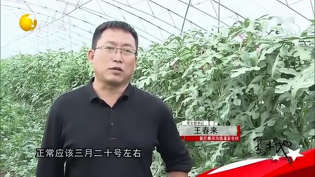 新民:这里的小吊瓜特别甜