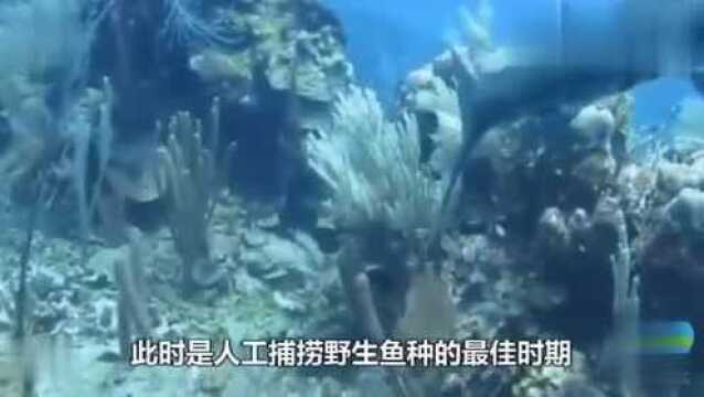 这鱼又被称为海狼鱼拥有狼牙一样突出尖牙个性凶狠