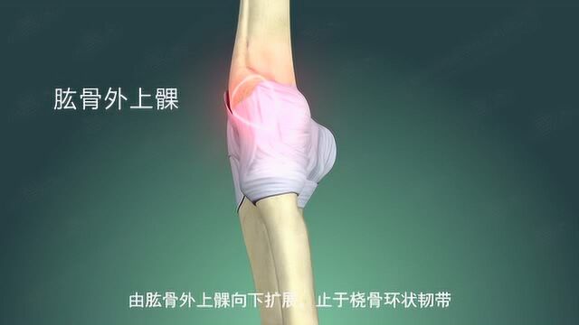 系统解剖学肘关节智学微课