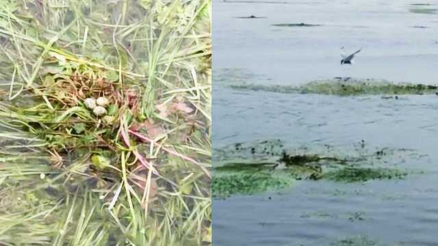 湿地公园回应清理水草毁掉鸟巢鸟蛋:预留400多亩水鸟保护区