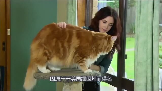 世界上最大的猫,体型长达1米23,声音却像小鸟一样!