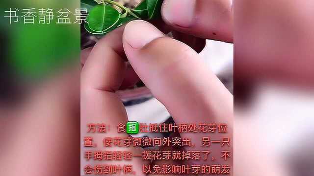 7月份黄杨盆景如何摘花芽?