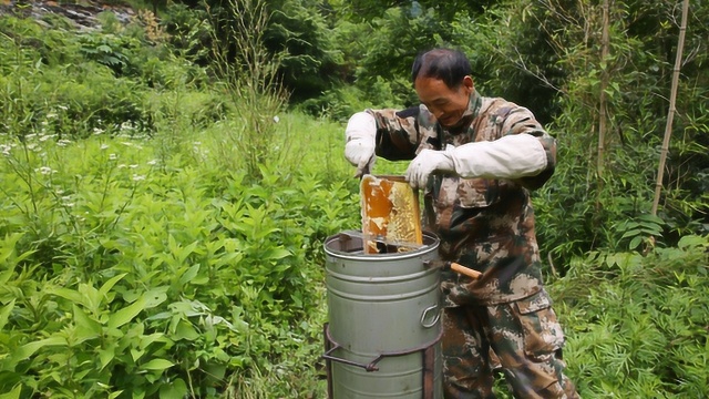 拍“虎”成名的周老虎深山养蜂,变身周蜜蜂