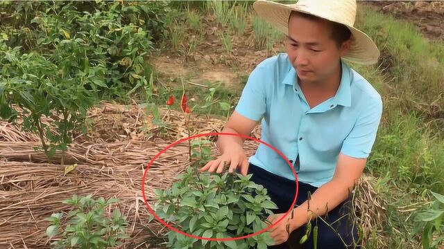 江西赣州全南有一种这样的香料,家家户户都会种,你见过吗