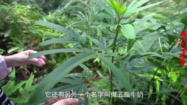 土黄芪煲汤鲜美能补气,对虚咳,风湿腰疼有作用,还能下乳哦!